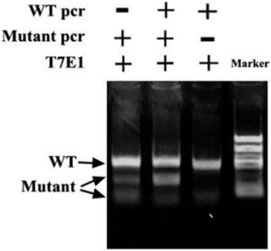 Breeding method of albino paramisgurnus dabryanus capable of being inherited stably