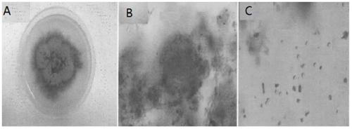 A strain of Monascus purpura and its application in food preparation