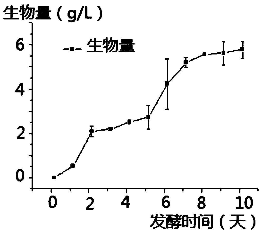 A strain of Monascus purpura and its application in food preparation