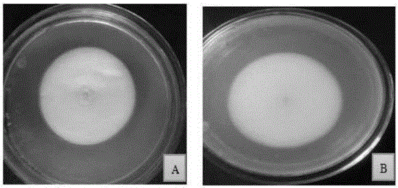 Geotrichum candidum and application thereof in greenhouse soil remediation