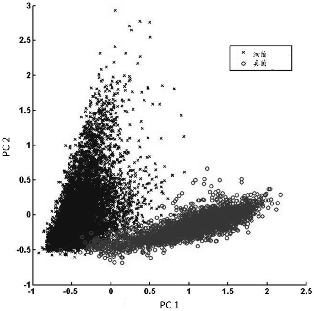 Method for rapidly identifying bacteria and fungi by utilizing Raman spectra