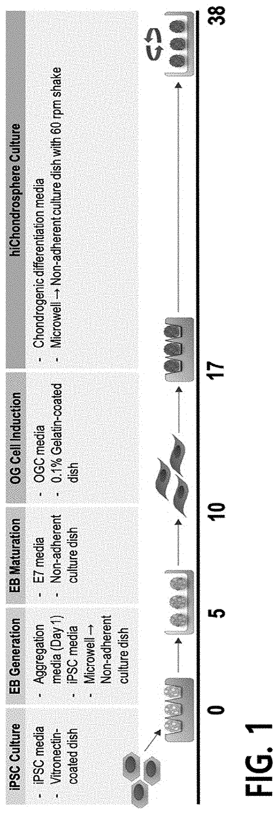 Method for preparing pellets of chondrocytes from human induced pluripotent stem cells, and use thereof