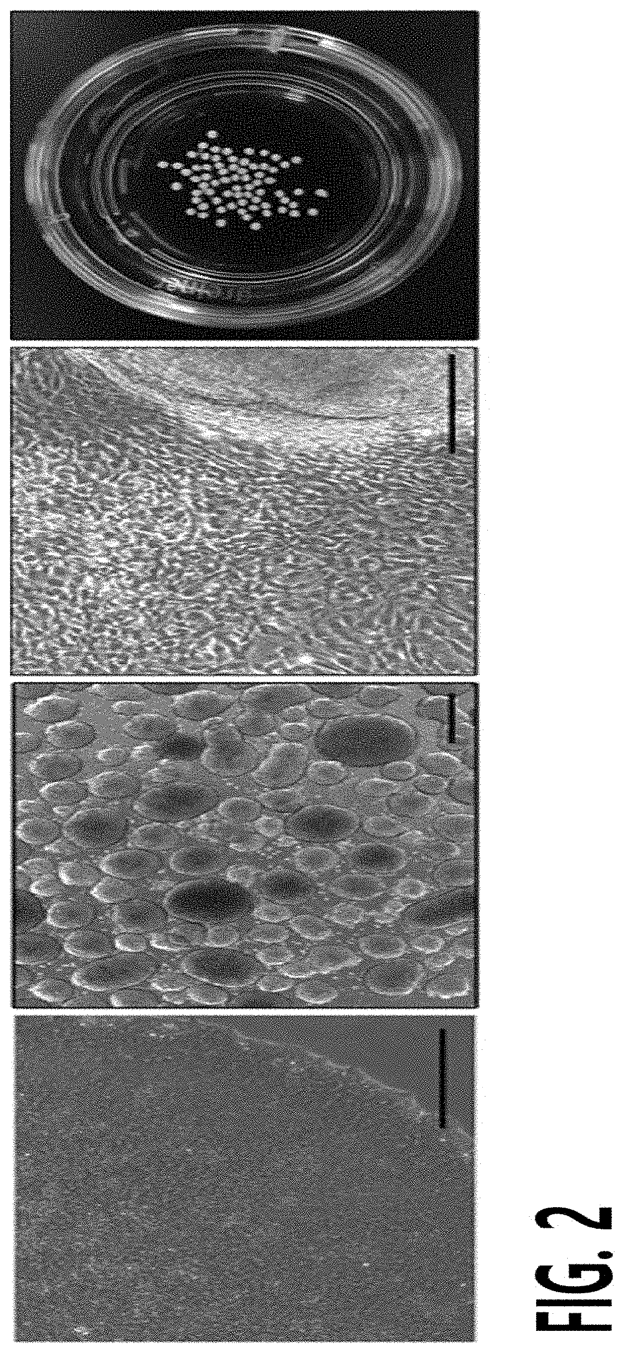 Method for preparing pellets of chondrocytes from human induced pluripotent stem cells, and use thereof