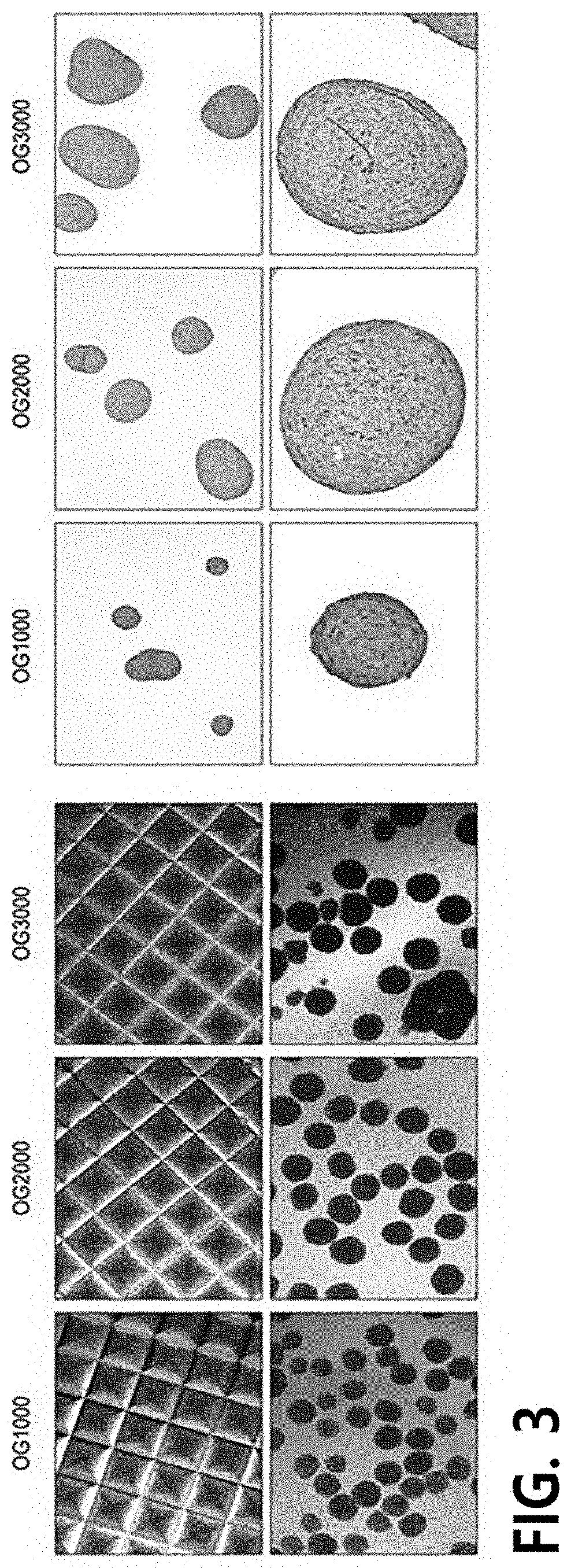 Method for preparing pellets of chondrocytes from human induced pluripotent stem cells, and use thereof