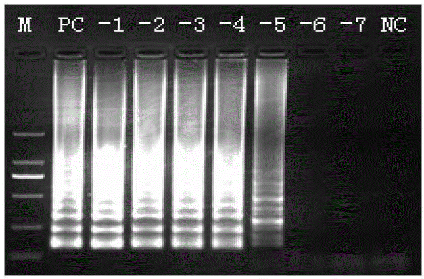 LAMP (loop-mediated isothermal amplification) detection kit of vibrio parahaemolyticus and detection method thereof