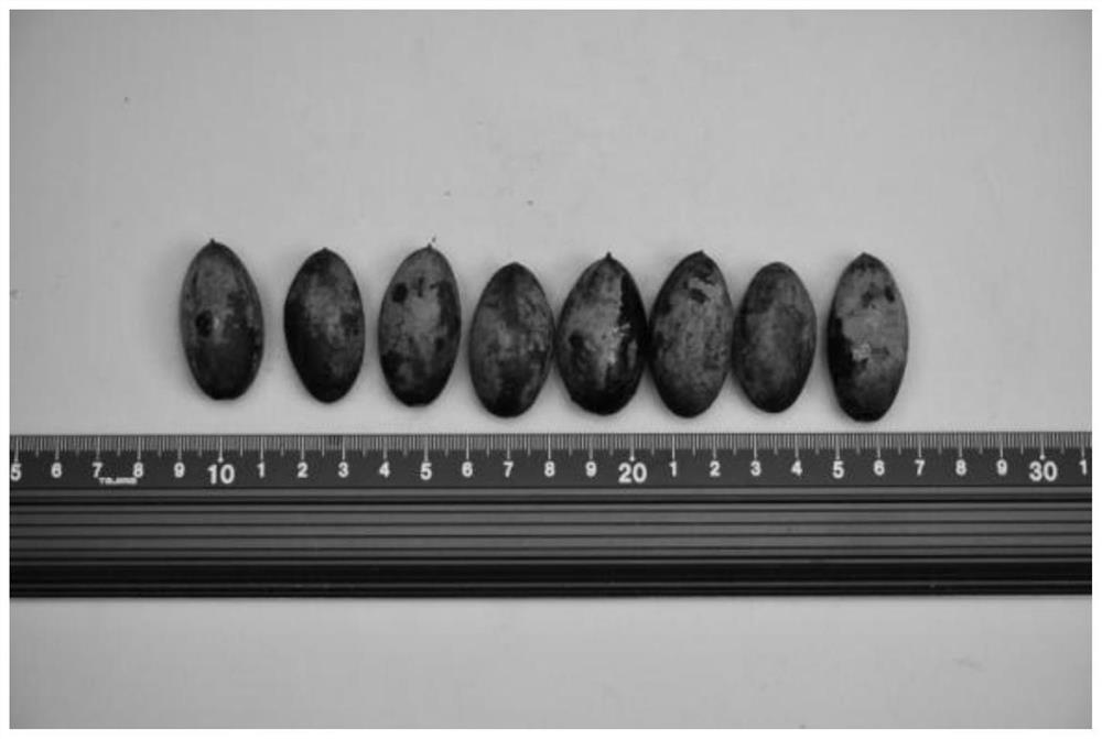 Planting method for increasing yield of canarium pimela