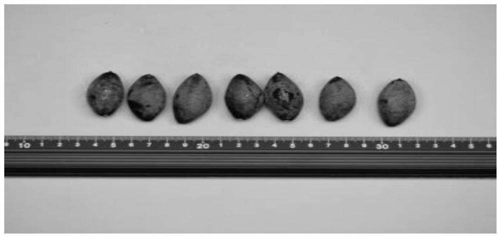 Planting method for increasing yield of canarium pimela