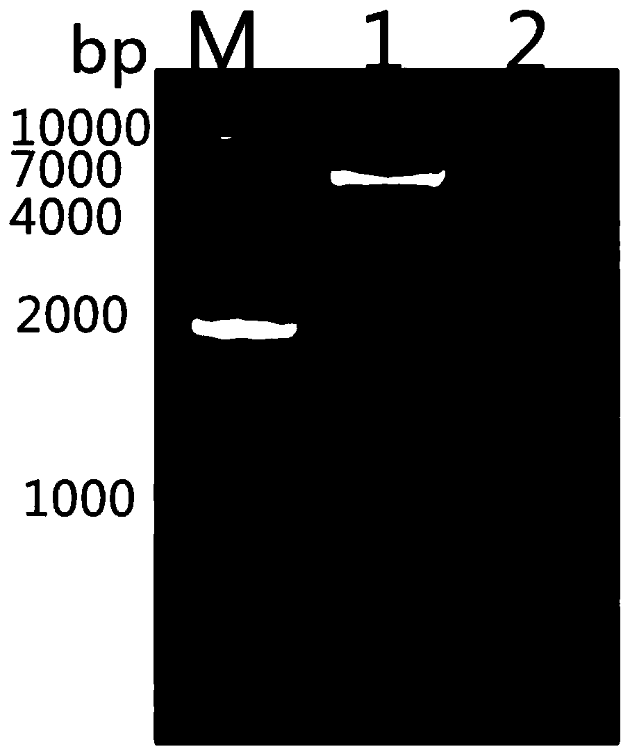 Monoclonal antibody for anti-toxoplasma gondii rhoptry protein4(ROP4) and preparation method and application of monoclonal antibody