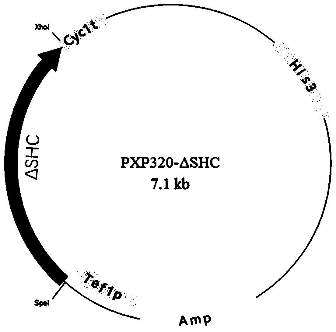 Recombinant saccharomyces cerevisiae for production of ambrein and construction method