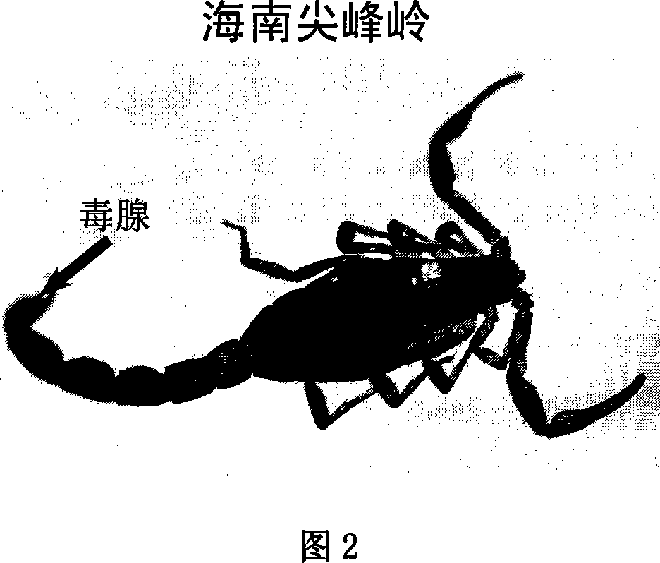 Hainan sporic scorpion antibiotic and preparation method and application