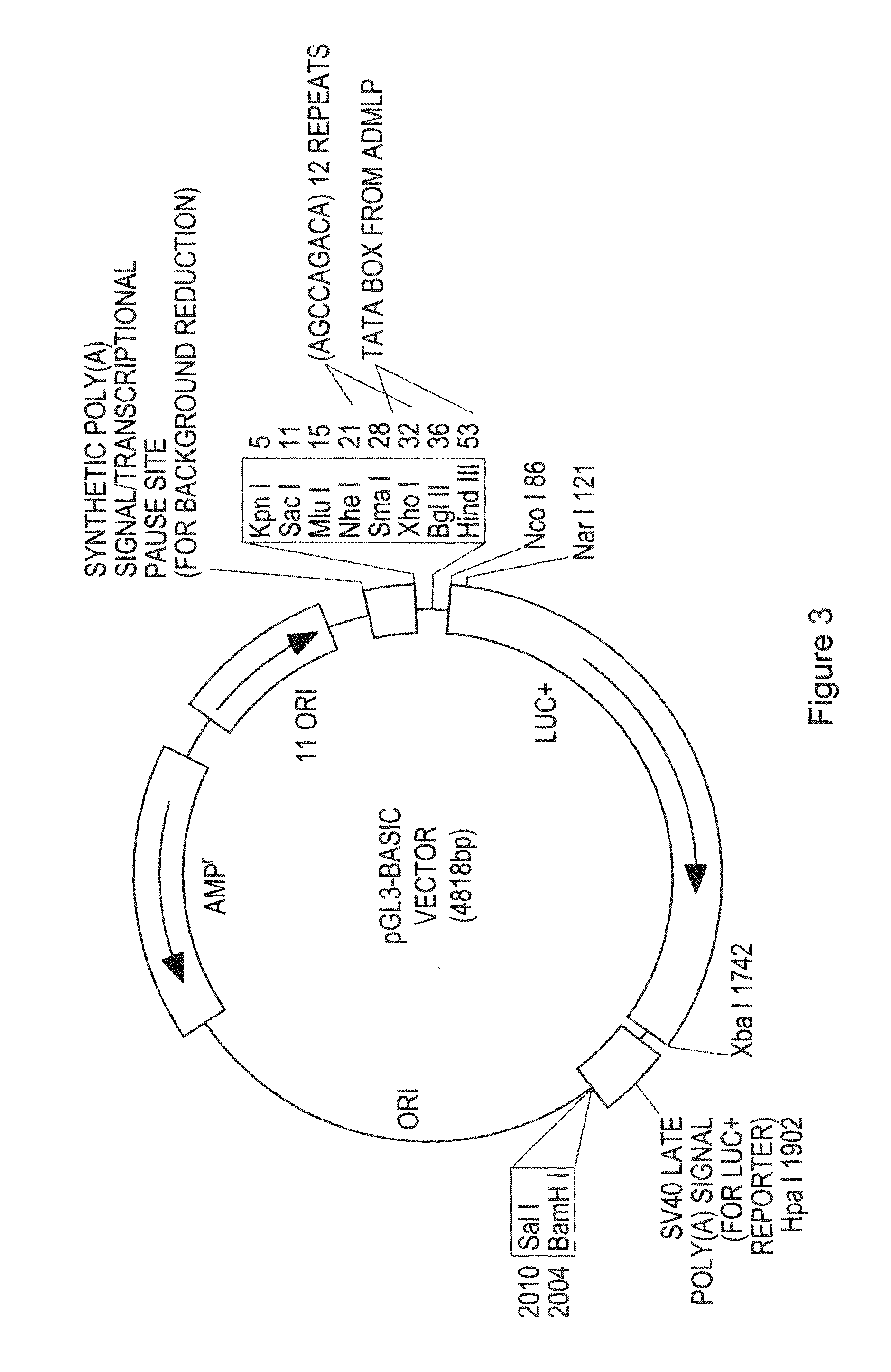 Method of promoting bone growth by an anti-activin B antibody