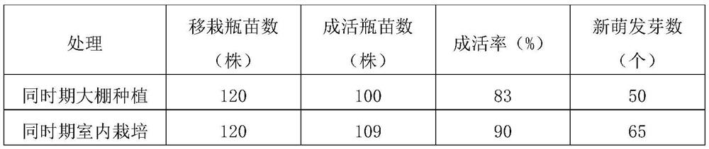 A method for promoting the survival rate and quality of dendrobium indoor cultivation