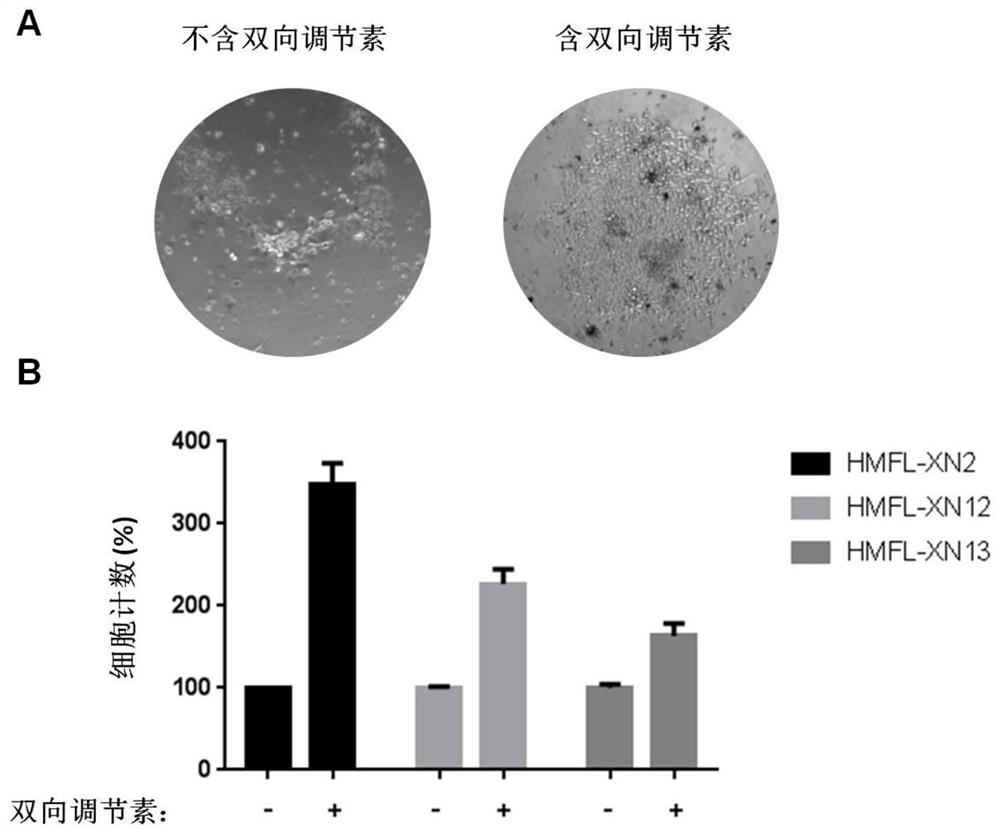 Primary mammary epithelial cell culture medium, culture method and application