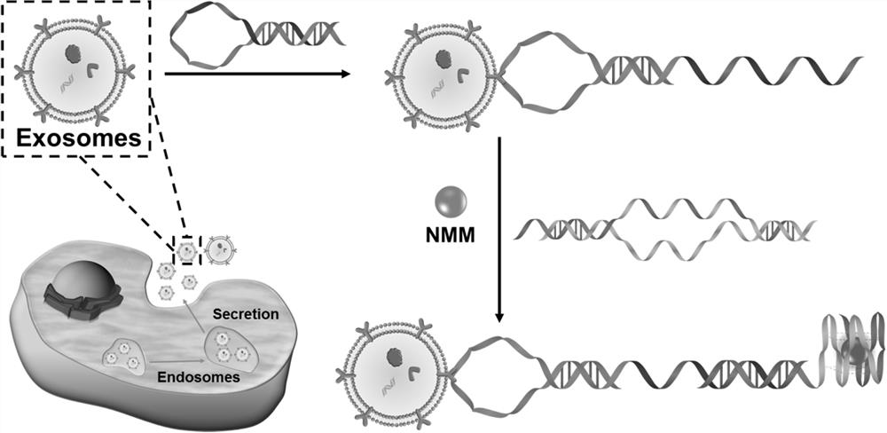 A self-assembled probe based on conformational change and its label-free detection method for exosomes