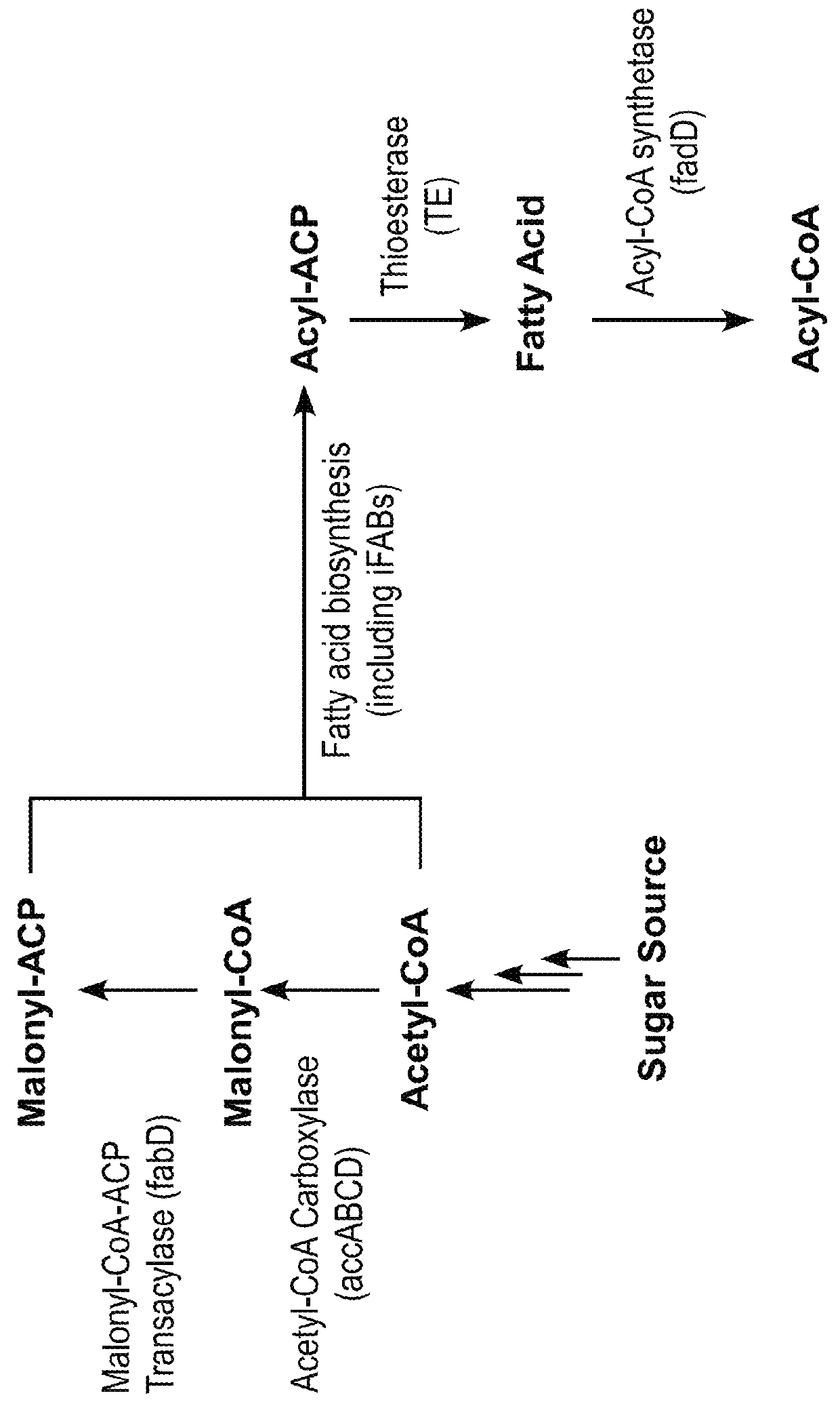 Car enzymes and improved production of fatty alcohols