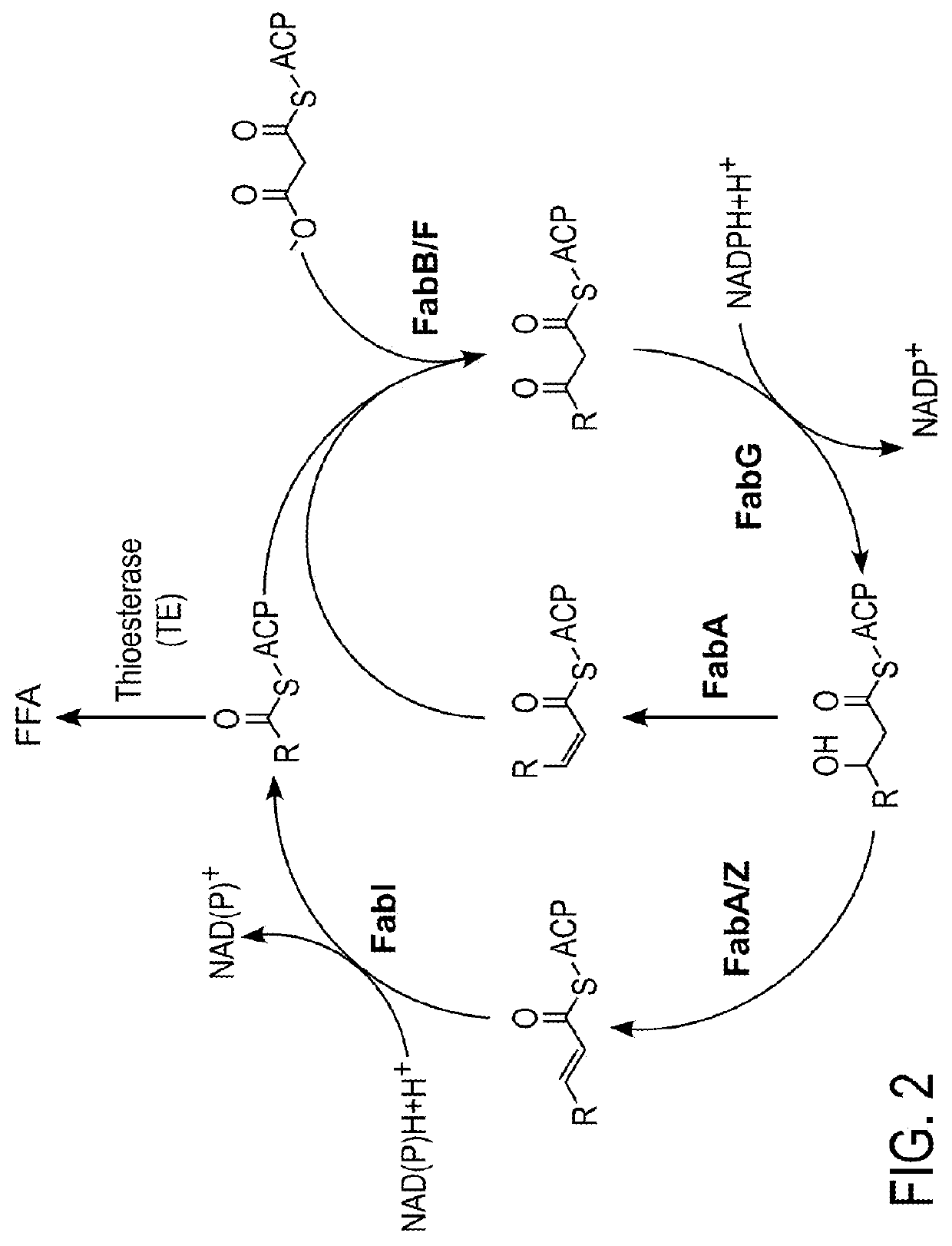 Car enzymes and improved production of fatty alcohols