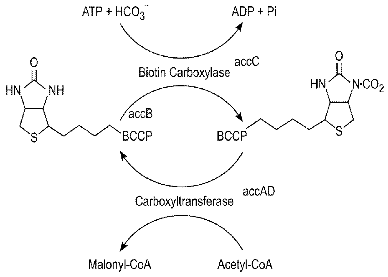 Car enzymes and improved production of fatty alcohols