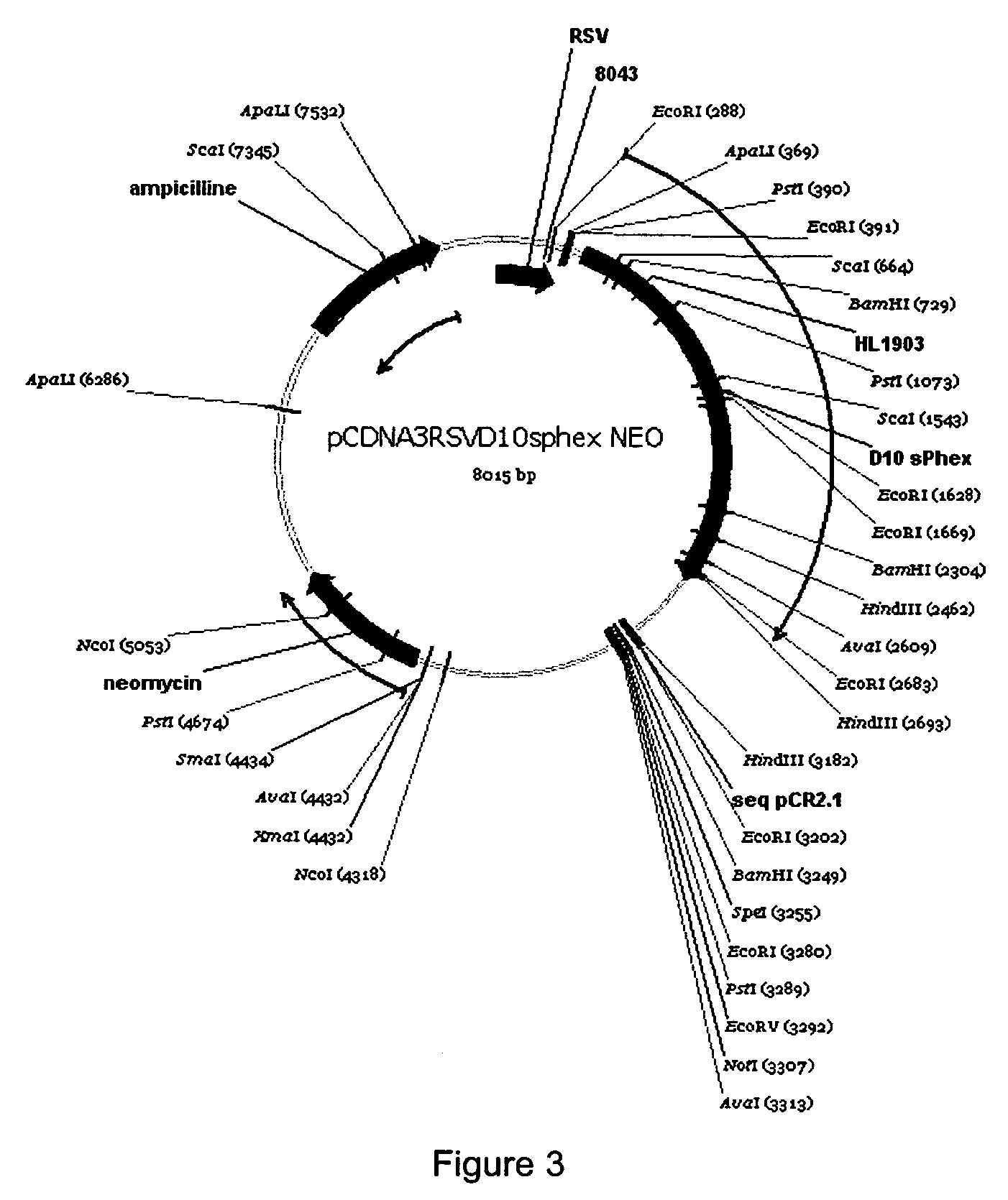 Bone delivery conjugates and method of using same to target proteins to bone