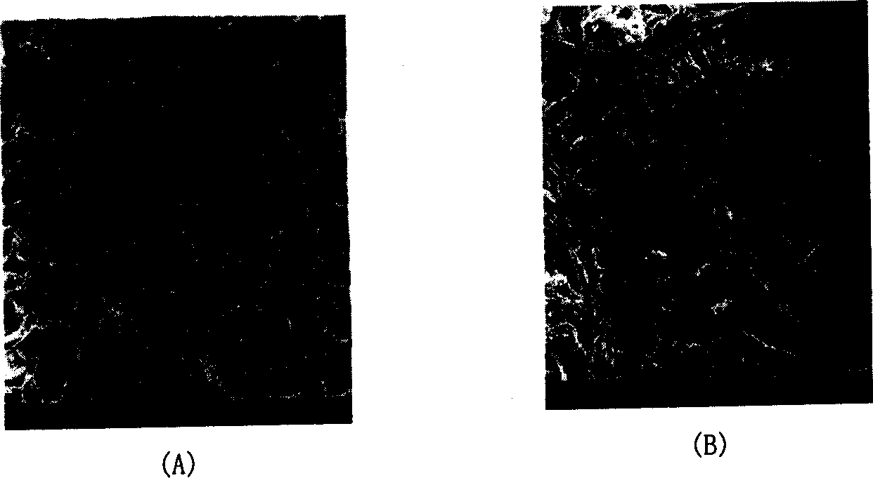 Porous scaffold with complex contour and its preparing process