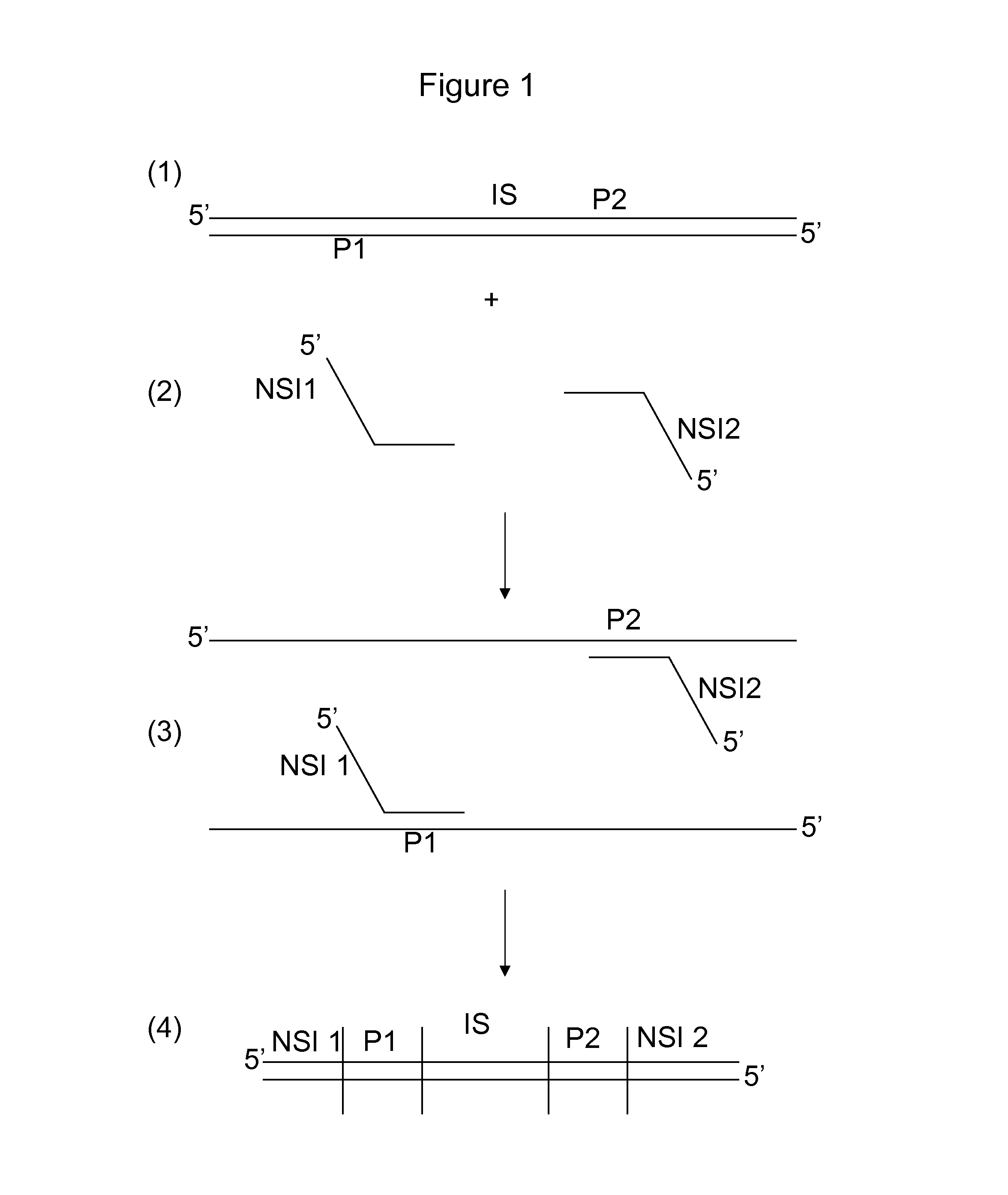 Combinatorial sequence barcodes for high throughput screening