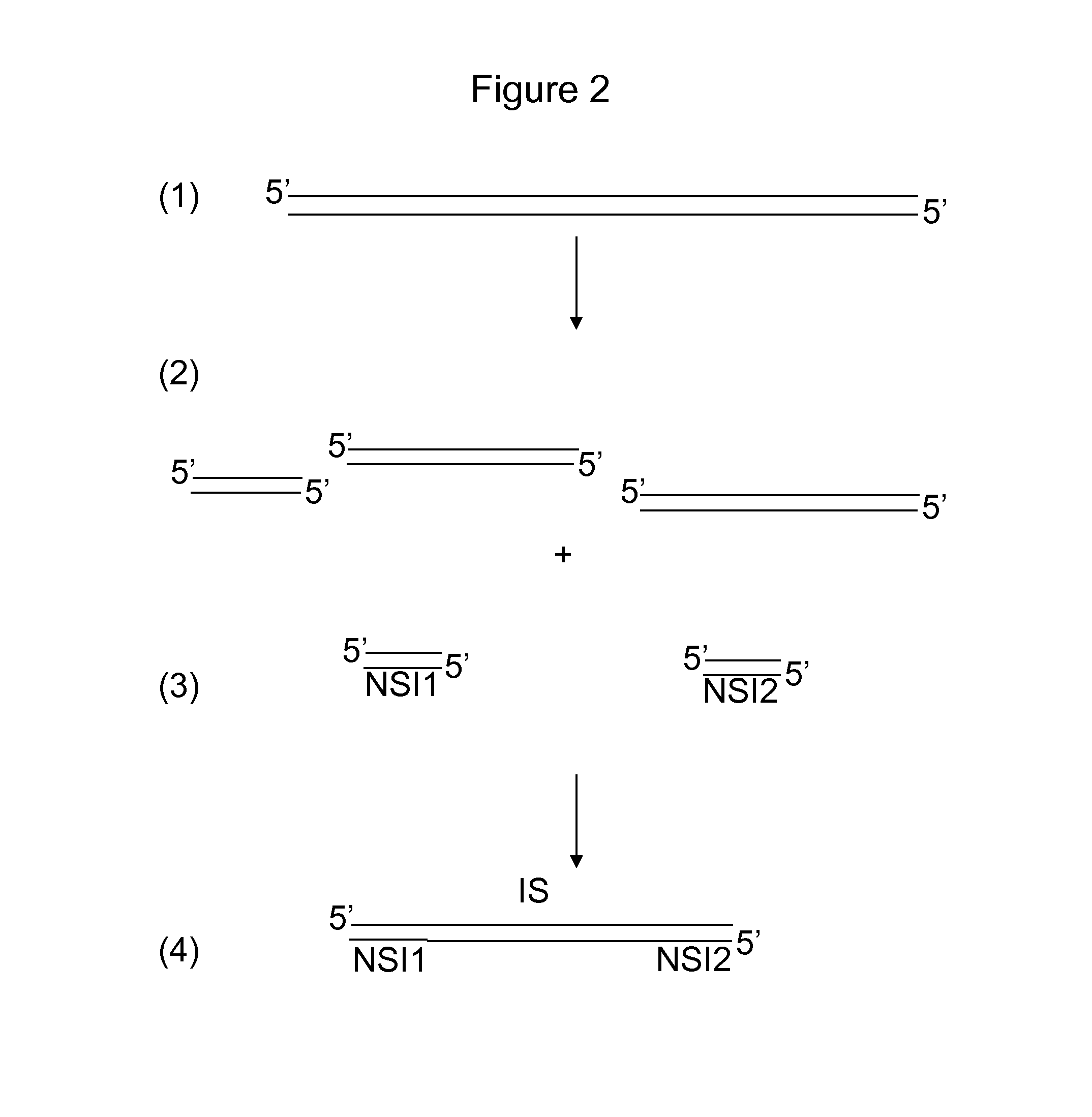 Combinatorial sequence barcodes for high throughput screening