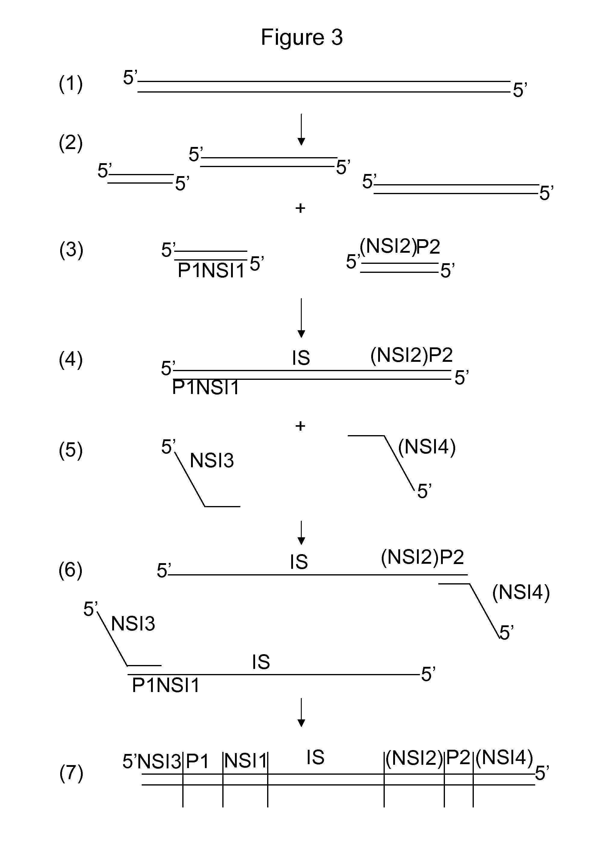 Combinatorial sequence barcodes for high throughput screening