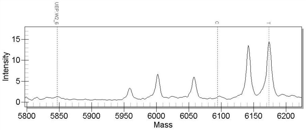 SNP (Single Nucleotide Polymorphism) molecular marker related to growth traits of black sea bream and application of SNP molecular marker