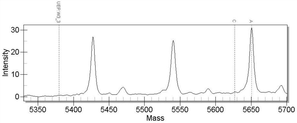 SNP (Single Nucleotide Polymorphism) molecular marker related to growth traits of black sea bream and application of SNP molecular marker