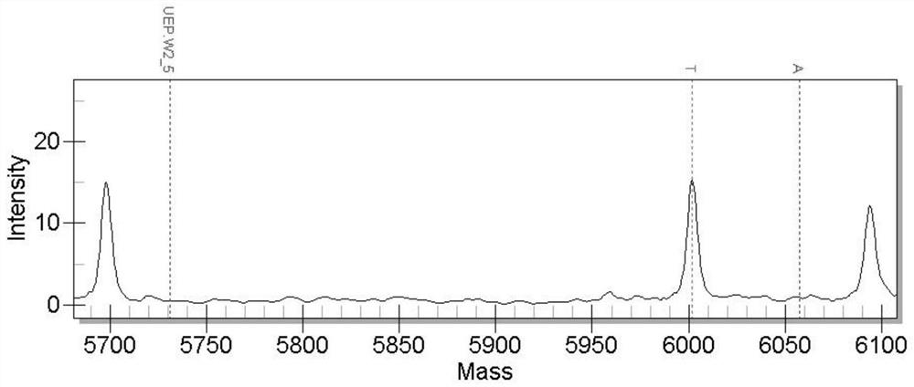 SNP (Single Nucleotide Polymorphism) molecular marker related to growth traits of black sea bream and application of SNP molecular marker