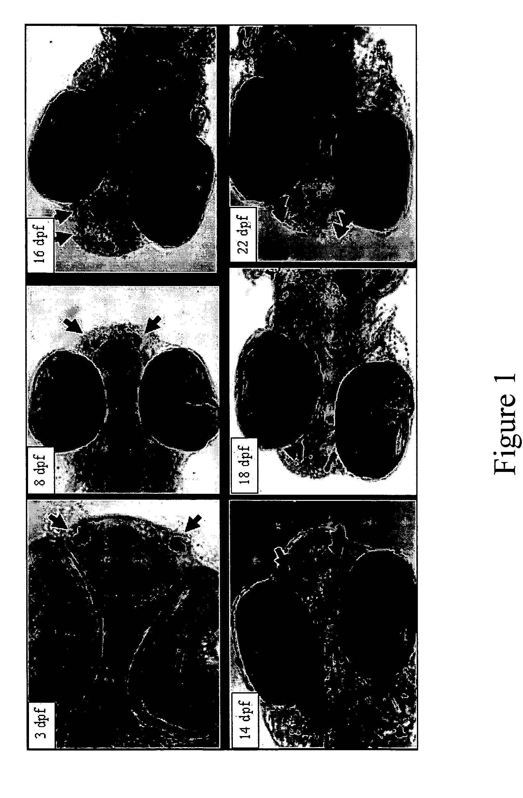 Inducing sterility in fish by disrupting the development of the GnRH system