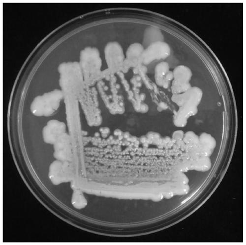 Paenibacillus strain producing post-sun repairing polysaccharide and application thereof