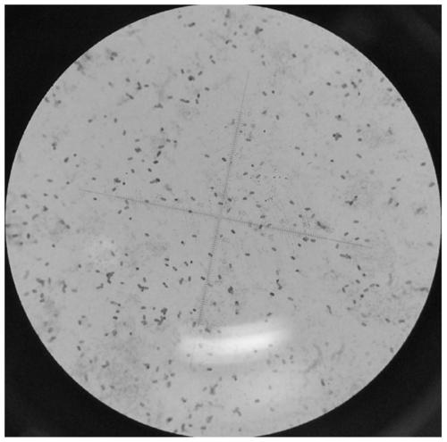 Paenibacillus strain producing post-sun repairing polysaccharide and application thereof