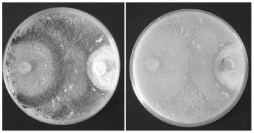 Application of trichoderma in antagonizing soybean quarantine diseases