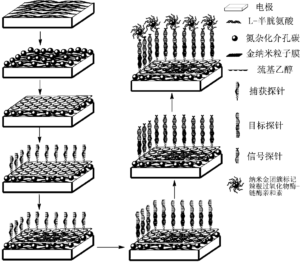 Biosensor based on nitrogen-hybridized mesoporous carbon as well as preparation method and application of biosensor