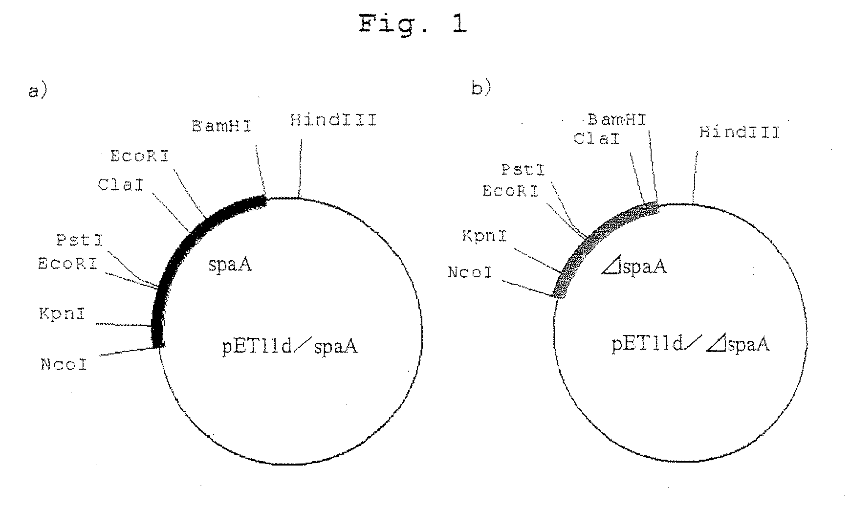 Process for preparing variant of erysipelothrix rhusiopathiae surface protective antigen in e. coli