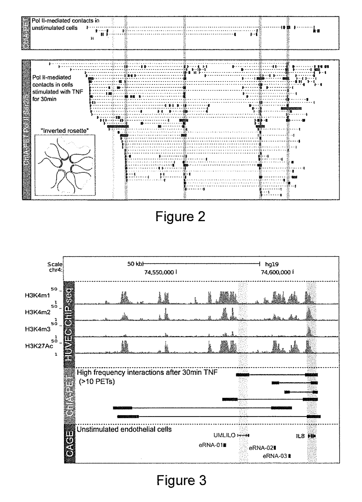 Immunomodulation by controlling elr+ proinflammatory chemokine levels with the long non-coding RNA umlilo