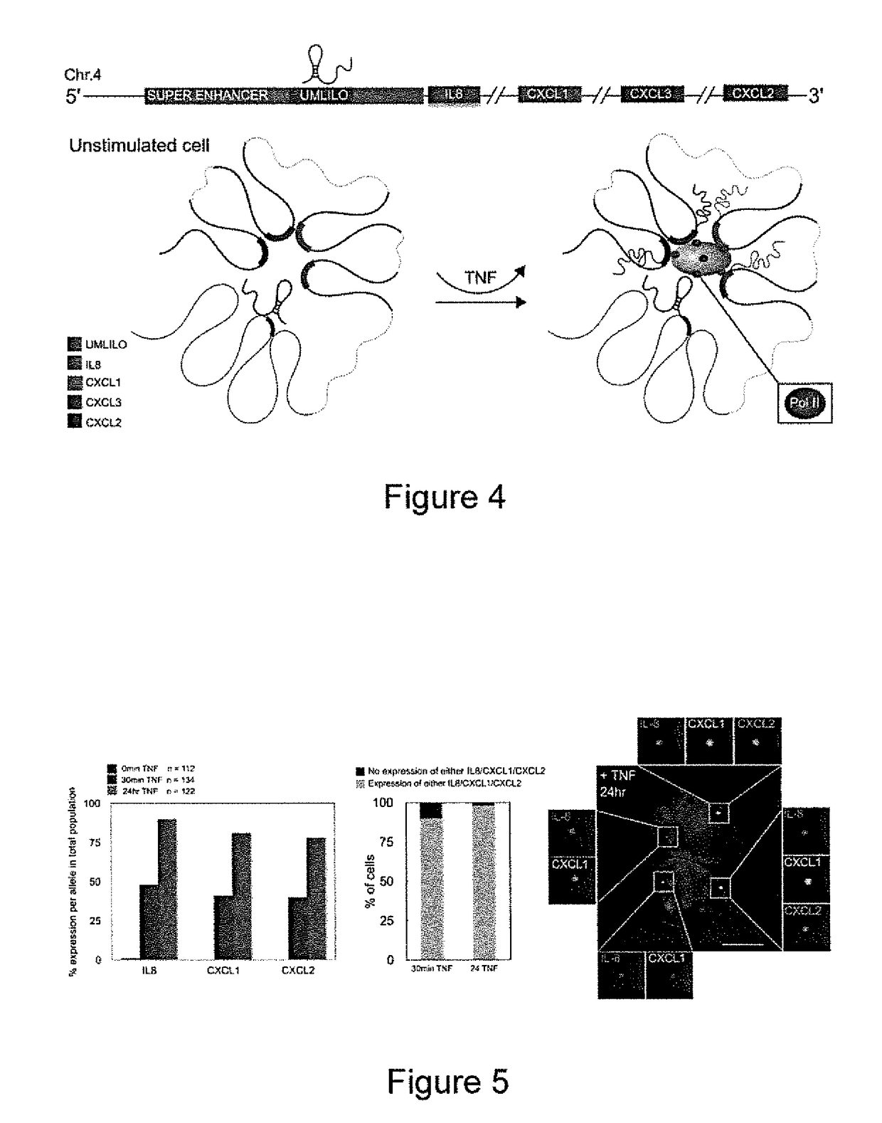 Immunomodulation by controlling elr+ proinflammatory chemokine levels with the long non-coding RNA umlilo