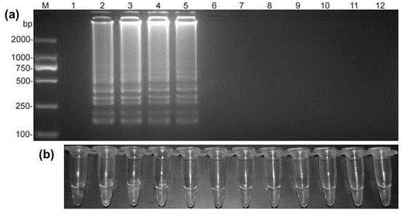 Peronophythora litchii LAMP (loop-mediated isothermal amplification) primer and rapid detection method thereof