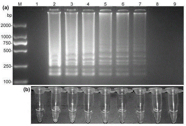 Peronophythora litchii LAMP (loop-mediated isothermal amplification) primer and rapid detection method thereof