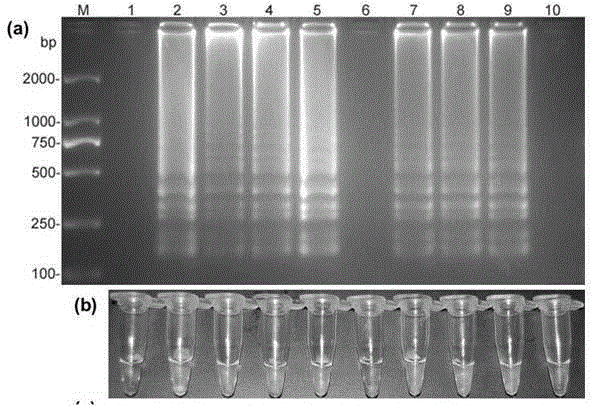 Peronophythora litchii LAMP (loop-mediated isothermal amplification) primer and rapid detection method thereof