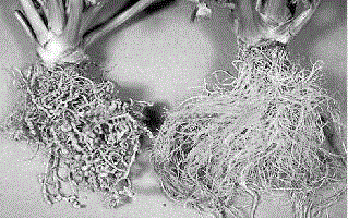 Microbial preparation for inhibiting root-knot nematode and preparation method and application thereof