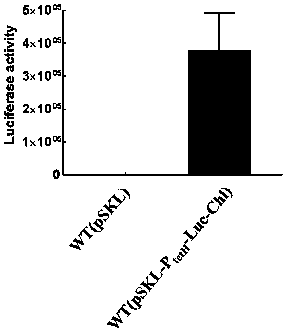 Recombinant plasmid and application of same in identification of gene expression of thiobacillus aeruginosa