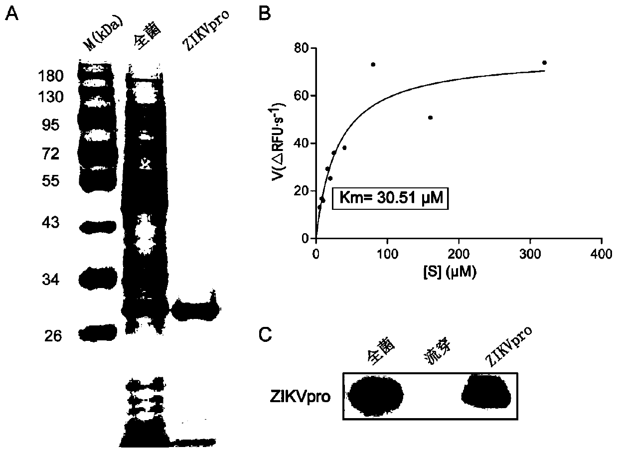 Application of ZP10 in preparation of anti-Zika virus drug taking Zika virus protease as target spot