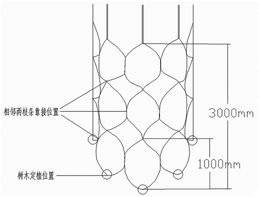 Cultivation method for large landscape tree