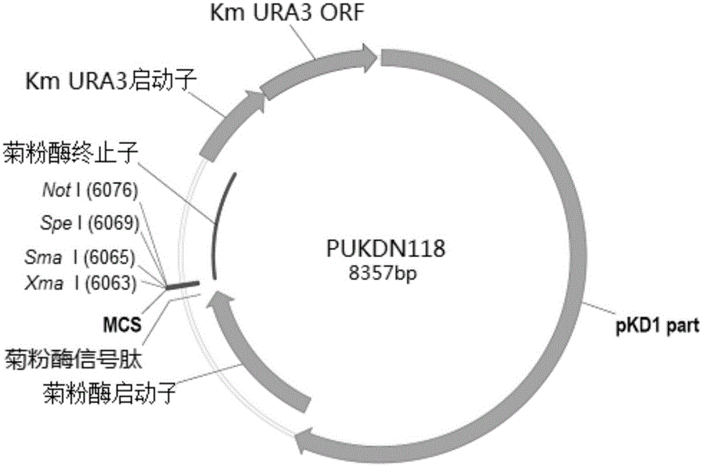 Recombinant vector used in Kluyveromyces marxianus auxotrophic strain