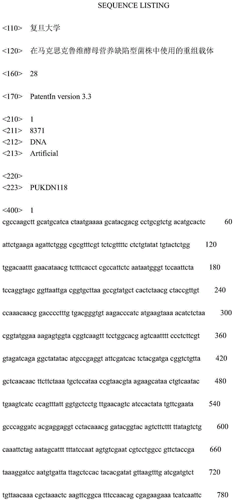 Recombinant vector used in Kluyveromyces marxianus auxotrophic strain