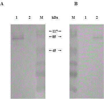 Double-antibody sandwich ELISA kit for detecting gosling plague antigen and application thereof