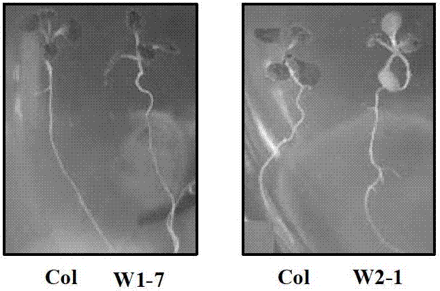 Transcription factor for improving plant seed aliphatic acid content and application thereof