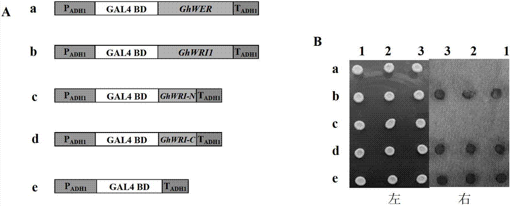 Transcription factor for improving plant seed aliphatic acid content and application thereof