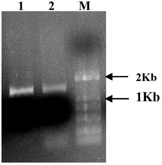 Transcription factor for improving plant seed aliphatic acid content and application thereof